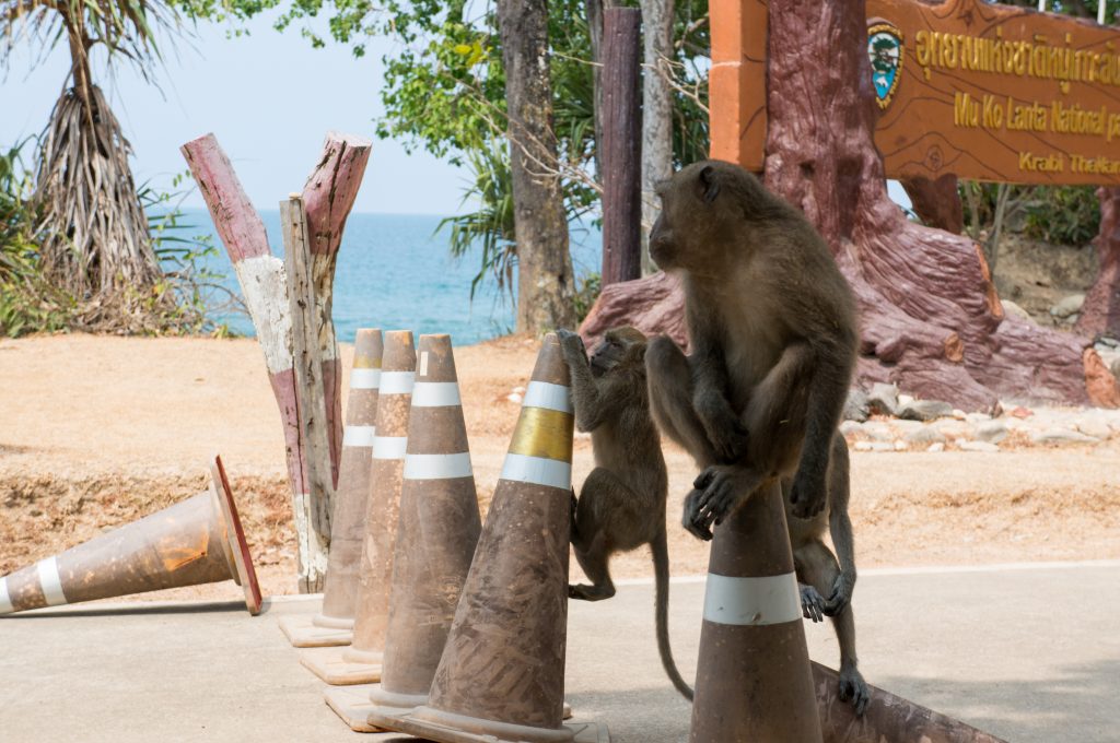 Affen am Eingang des Koh Lanta Nationalparks