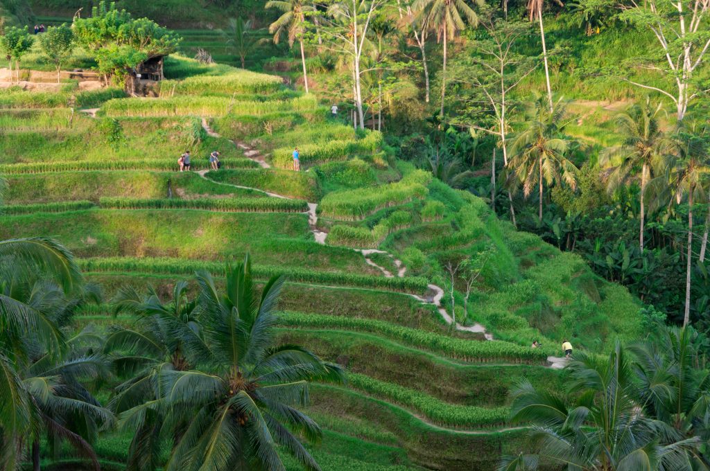 Die Tegalalang Reis-Terrassen bei Ubud