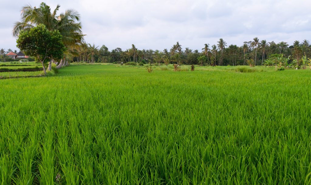 Reisfelder in Ubud (Penestanan)