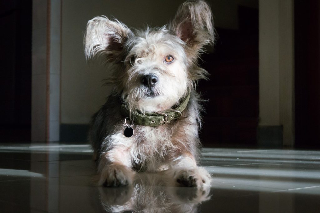 Carlos, unser zweiter Schützling beim Housesitting in Kuala Lumpur.