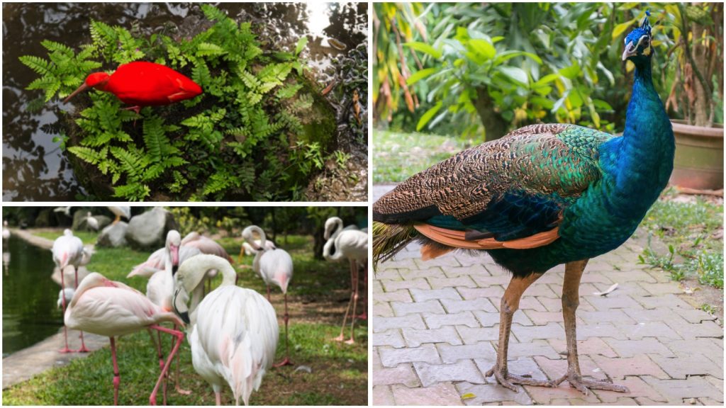 Im KL Bird Park leben mehr als 200 verschiedene Vogelarten.