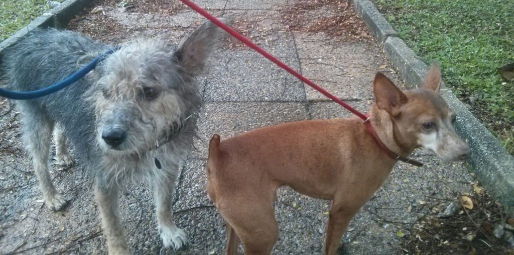 Frühmorgendliches Gassi gehen im Regen kann durchaus zu deinen Pflichten als Housesitter dazugehören.