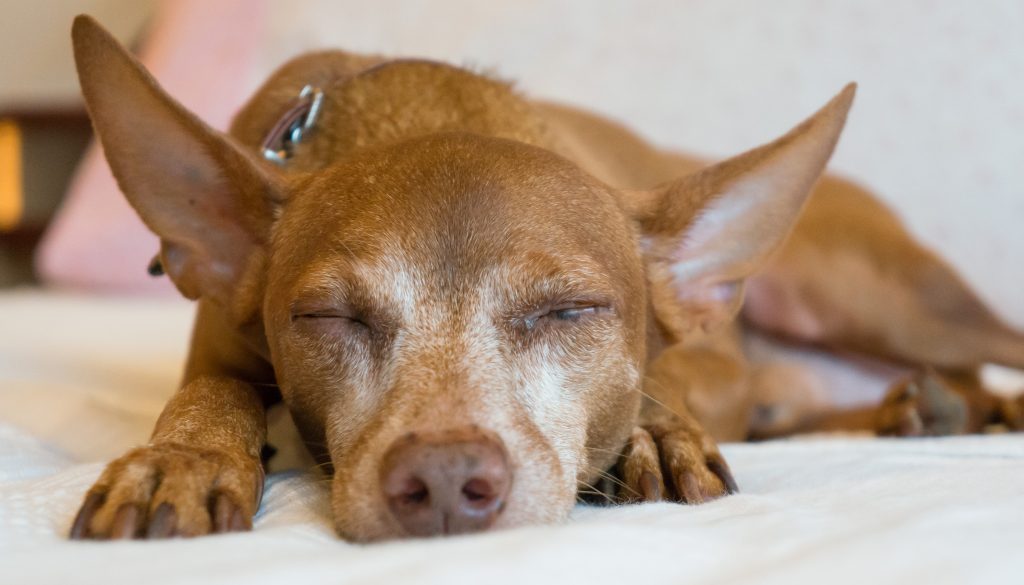 Einer der beiden Hunde, auf die wir in Kuala Lumpur aufgepasst haben.