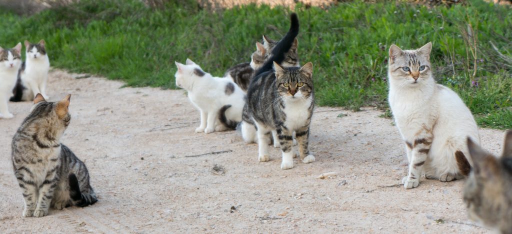 Ein kleiner Teil unseres Katzenrudels