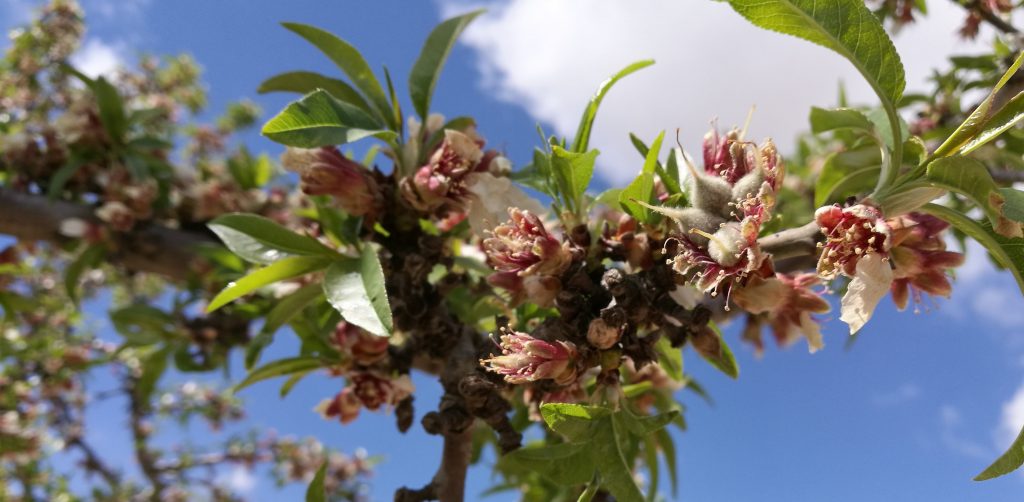 Frühling in Spanien